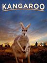 Kangaroo: A Love-Hate Story