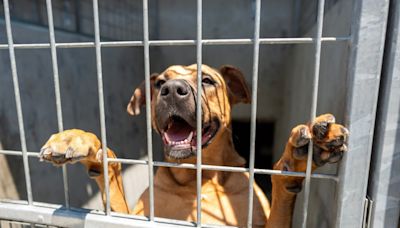 Fees are cut 50% if you adopt a dog or cat from L.A. city shelters