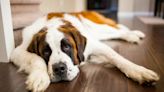 Portosystemic Shunt in Dogs: Symptoms, Causes, & Treatments