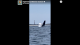 Rare video of humpback whale leaping from water near Outer Banks landmark stuns viewers