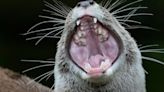 'It Felt Like They Wanted To Kill Me': California Man Recounts Vicious Otter Attack