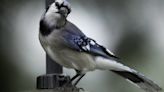 Calling Experienced Birders: Volunteers needed for 2024 bird survey