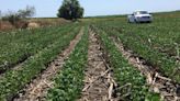 Will Corteva Agriscience benefit after EPA bans dicamba products of Bayer and other companies?