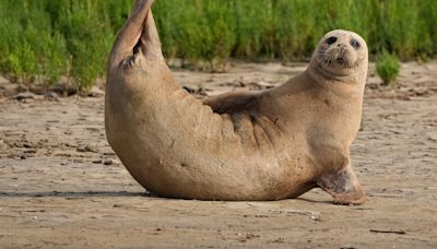 Thousands of seals counted in Thames Estuary ‘shows habitat is still healthy’