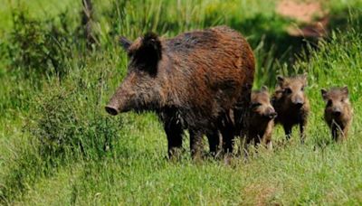 Uruguay autorizó la caza de jabalíes y ciervos axis por las noches