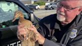 Westlake workers save 5 ducklings of previously rescued mom