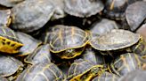 Florida man pleads guilty to smuggling thousands of turtles to Hong Kong and Germany