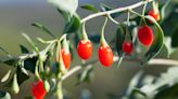 How to Plant and Grow Goji Berry