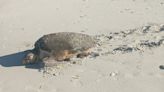 Sea turtle nesting season is here. What you can do to protect these tiny creatures.