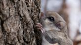 Nature: Tiny southern flying squirrels a sight to behold