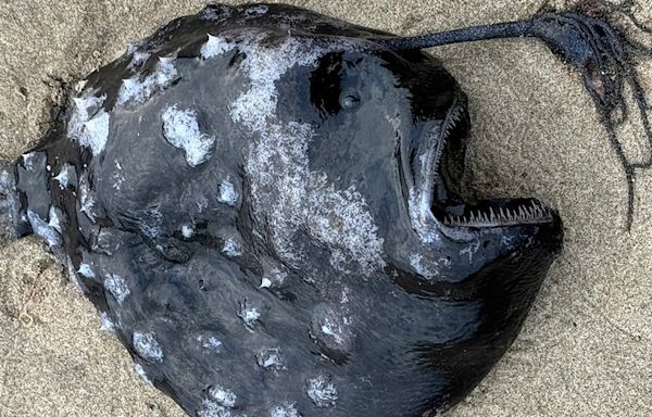 Rare deep-sea angler fish found near Cannon Beach