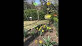 A sweet kitchen garden, once a feast spot for hungry animals, morphs to flowery space