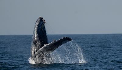Whale-watching excursions off Rio de Janeiro's coast begin captivating tourists