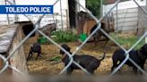 Toledo Police recover 30+ dogs allegedly used for dog fighting