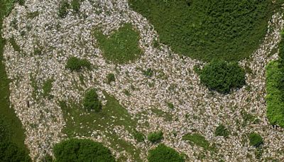 Prosecutors blame Brazil sugar plant for tons of fish rotting in river