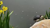 Turtles abandoned at Central Coast pond are being relocated — to SLO County reptile rescue