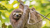 The Sloth King: Long Island’s Joe Exotic Accused of Mistreating Animals Again