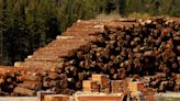 Lumber market must weather a 'treacherous' 2023 after last year's staggering 66% price crash as a US housing slump deepens