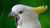 Cockatoo’s Toddler-Like Tantrum Over Dad ‘Ignoring’ Him Is a Riot
