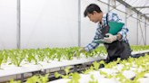 3 Vertical Farming Stocks to Buy for Big Growth