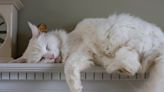 Mom Compares Maine Coon Cat’s Size to His Siblings and It’s Epic