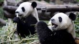 China presenta el primer oso panda virtual impulsado por IA y su metaverso