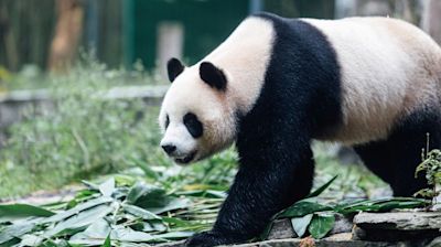 Panda pair arrive to VIP welcome in Hong Kong, as Beijing marks 75 years of communist China