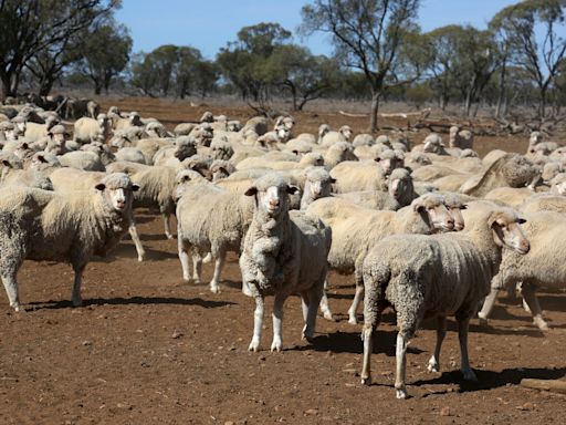 Australian sheepmeat exports to Brazil resume after four year pause