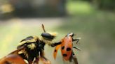 Robber flies track their beetle prey using tiny microbursts of movement