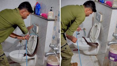 Huge cobra found inside toilet commode in Indore. Video is not for the faint-hearted