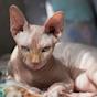 gatto Sphynx