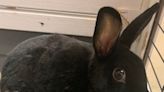 Stella is a beautiful rabbit ready to make your hutch her permanent burrow