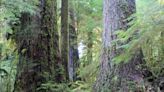 Valley of the Giants, home to some of Oregon’s largest trees, closed by huge debris flow