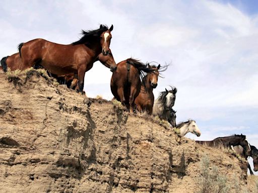 Letter: Thank you for supporting the wild horses at Theodore Roosevelt National Park