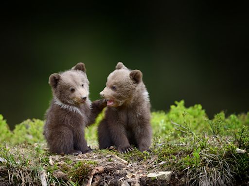 Photographer’s Video of Two Brown Bear Cubs Playing Like Human Kids Is Everything