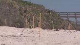 Record number of sea turtle nests reported along Canaveral National Seashore this season