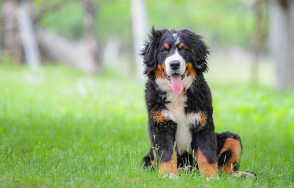 Horse and Bernese puppy fall in love in "illegally adorable" video