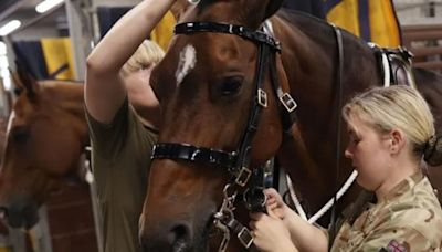 Caballos del Ejército siembran el caos en Londres y hieren a cuatro personas