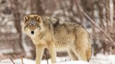 Outdoor Observations: Wolf tracking survey numbers in from Michigan, camera survey should provide clearer picture - Outdoor News