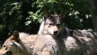 'Saint or devil': return of wolf stirs debate in Europe