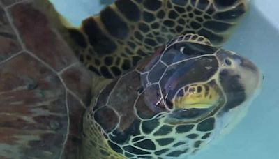 Loggerhead Marinelife Center names sea turtle after Stanley Cup