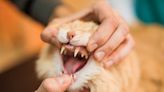 Enlarged Gums in Cats: Symptoms, Causes, & Treatments
