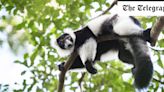 Madagascan lemur ‘honks’ could hold secret to human musical ability