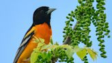 How the Baltimore oriole almost lost its name … again