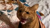 What is 'orange cat behaviour'?