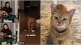 迷因貓Cala當天使了！4月唱「I Go Meow」才爆紅…飼主悲曝死訊