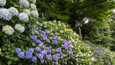 14 Plants You Should Never Grow Next to Hydrangeas