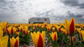 ‘It’s fantastic’: Dutch farmers rely on this €185,000 robot to keep their tulips in bloom