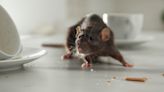 How to get rid of rats quickly and safely