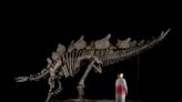 A man found a stegosaurus skeleton during a stroll on his Colorado property. He could make $6 million from it.